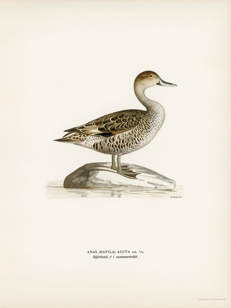 Northern Pintail, The Von Wright Brothers
