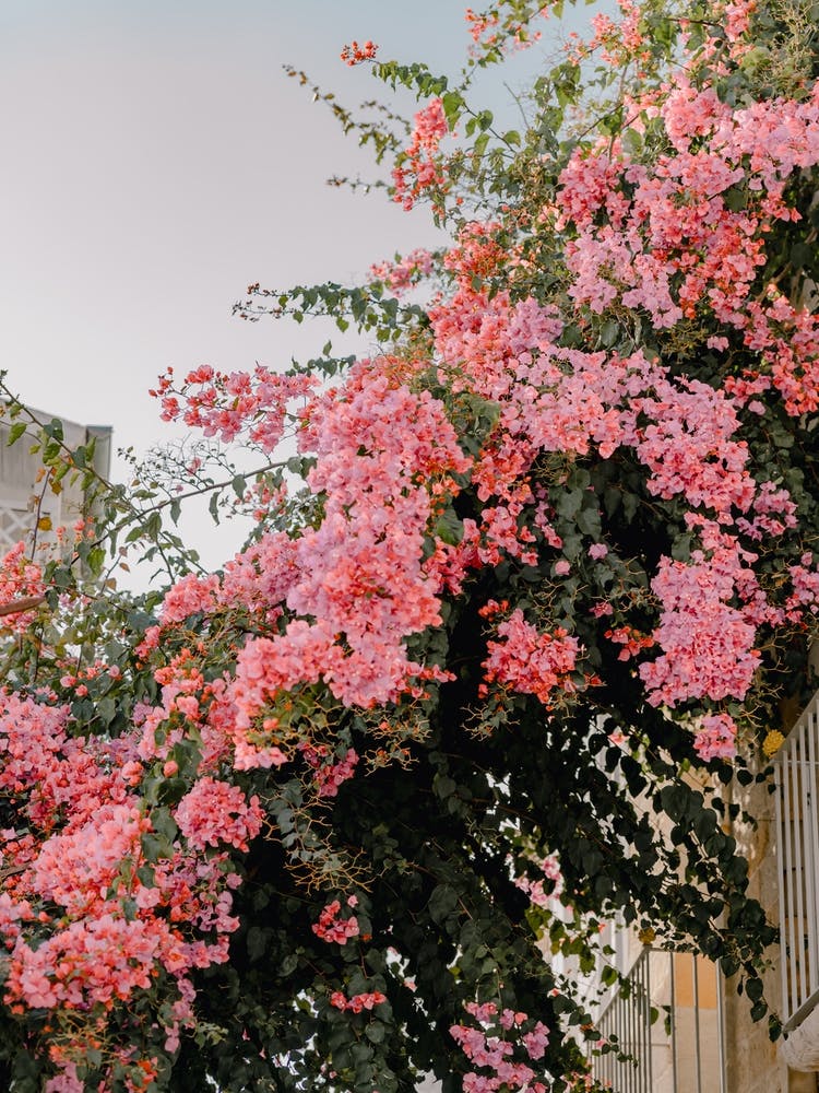 Pink Bougainvillea, pink flowers in the streets of Puglia, Italy | travel photography