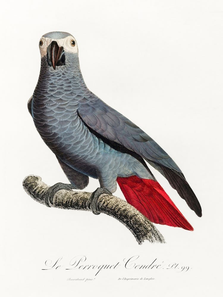 Der Graupapagei, (Psittacus Erithacus) Aus Naturgeschichte der Papageien, Francois Levaillant