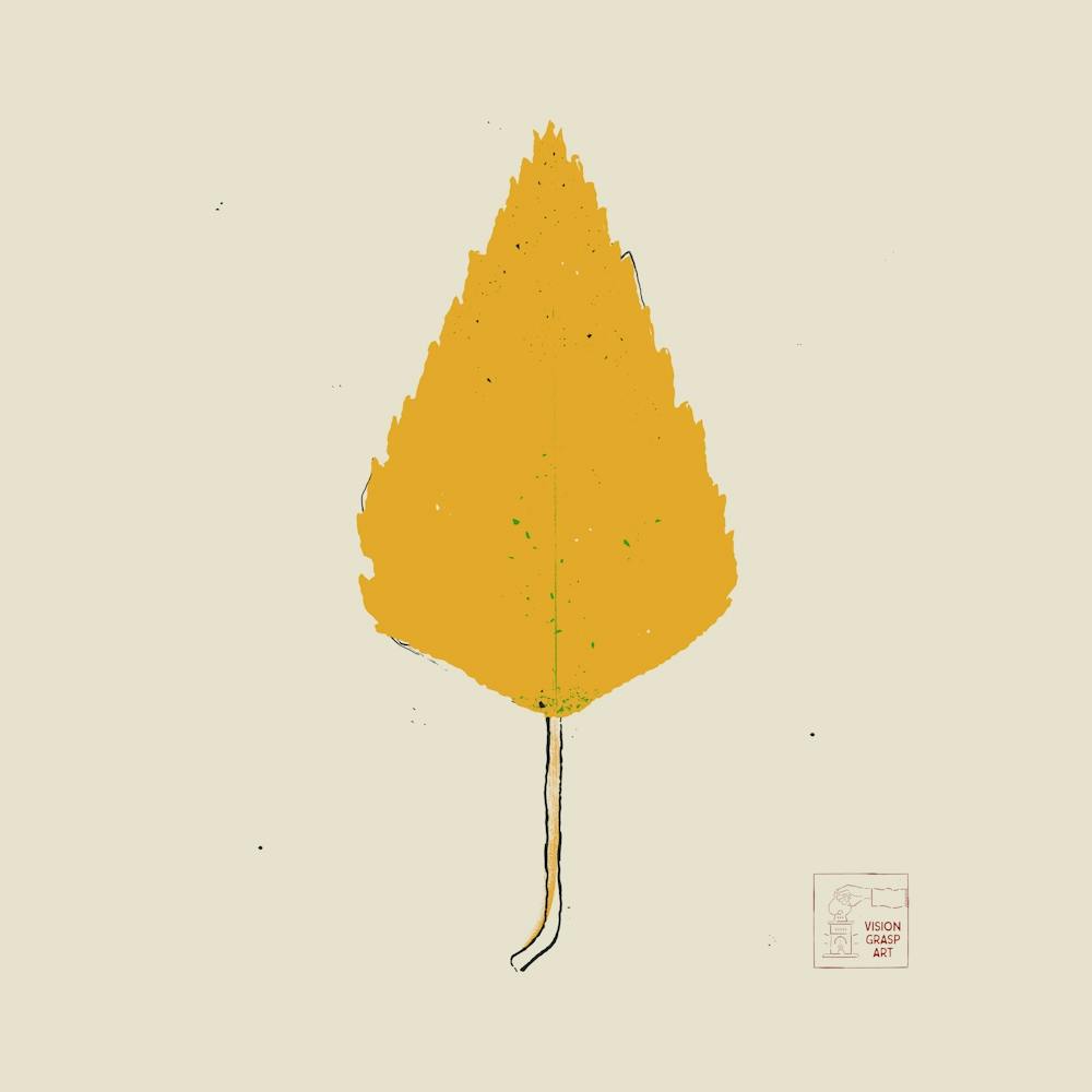 Birch
