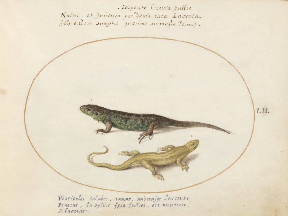 Quadervpedia Animals And Reptiles, Joris Hoefnagel (14)