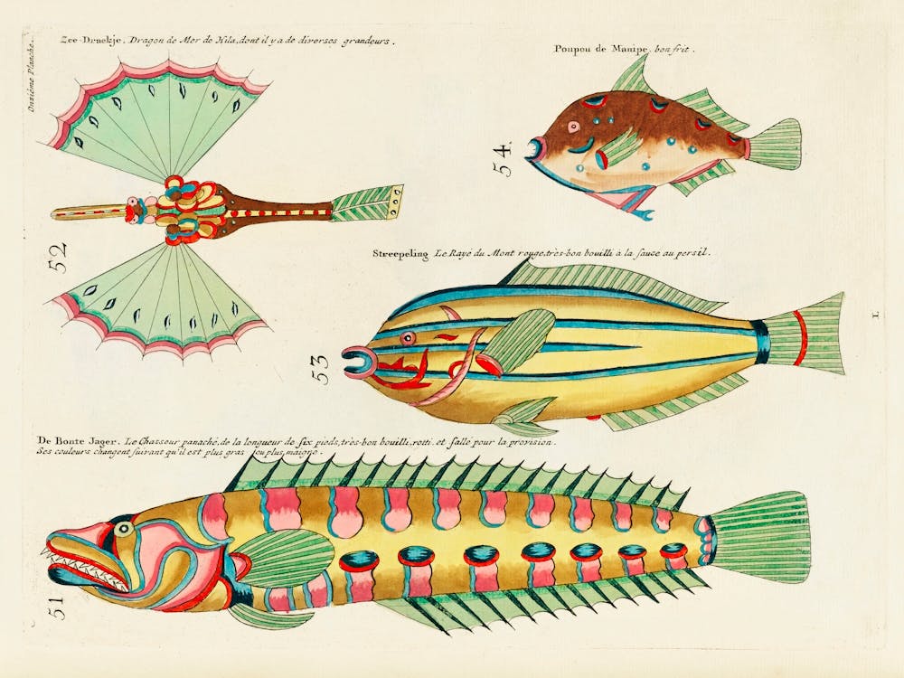 Colourful And Surreal Illustrations Of Fishes Found In Moluccas And The East Indies By Louis Renard(96)
