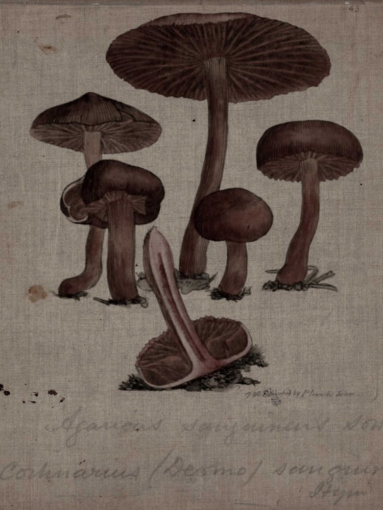 Fungi 1