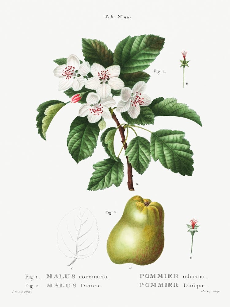 Sweet Crabapple And Apple, Pierre Joseph Redoute