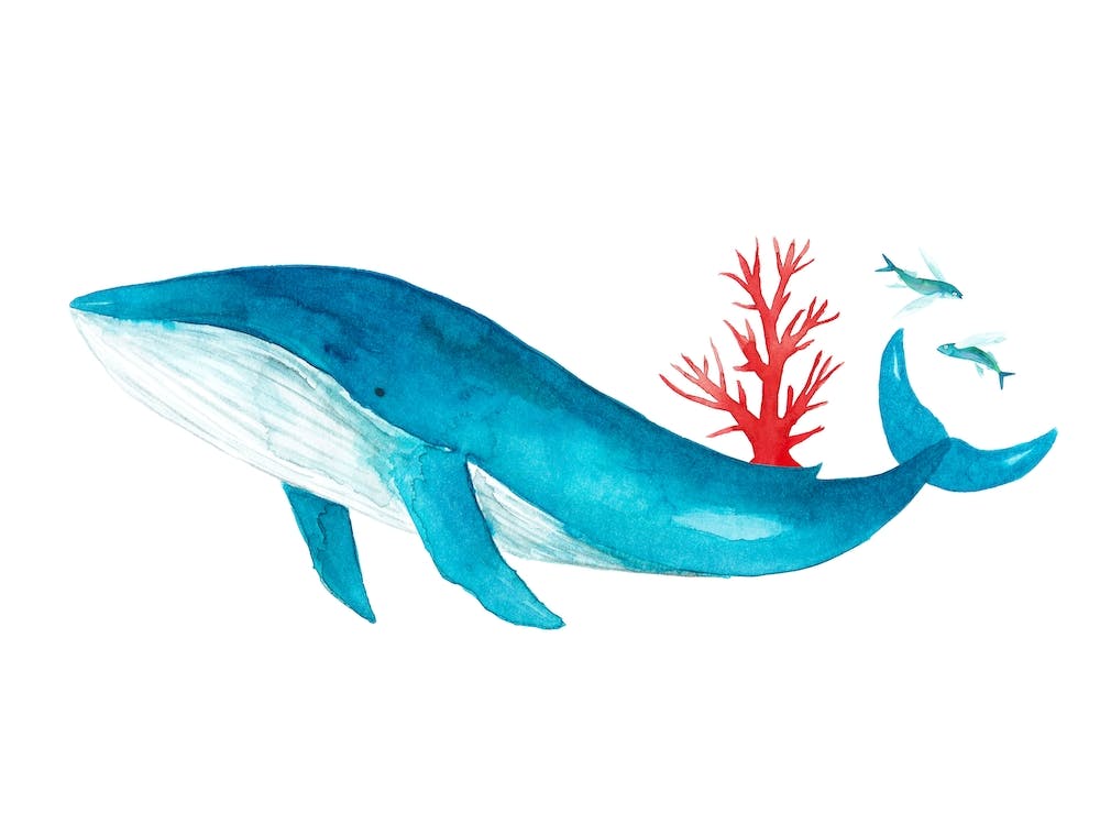 Blue Whale With Coral