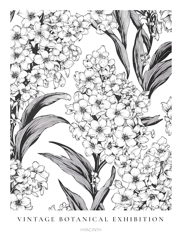 Hyazinthe S&W Vintage Botanisches Poster