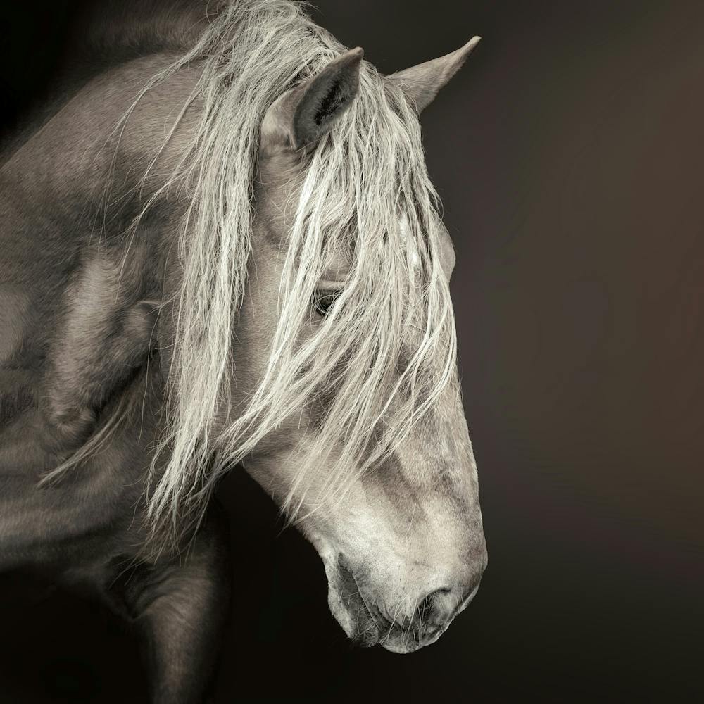 Portrait Of A Horse