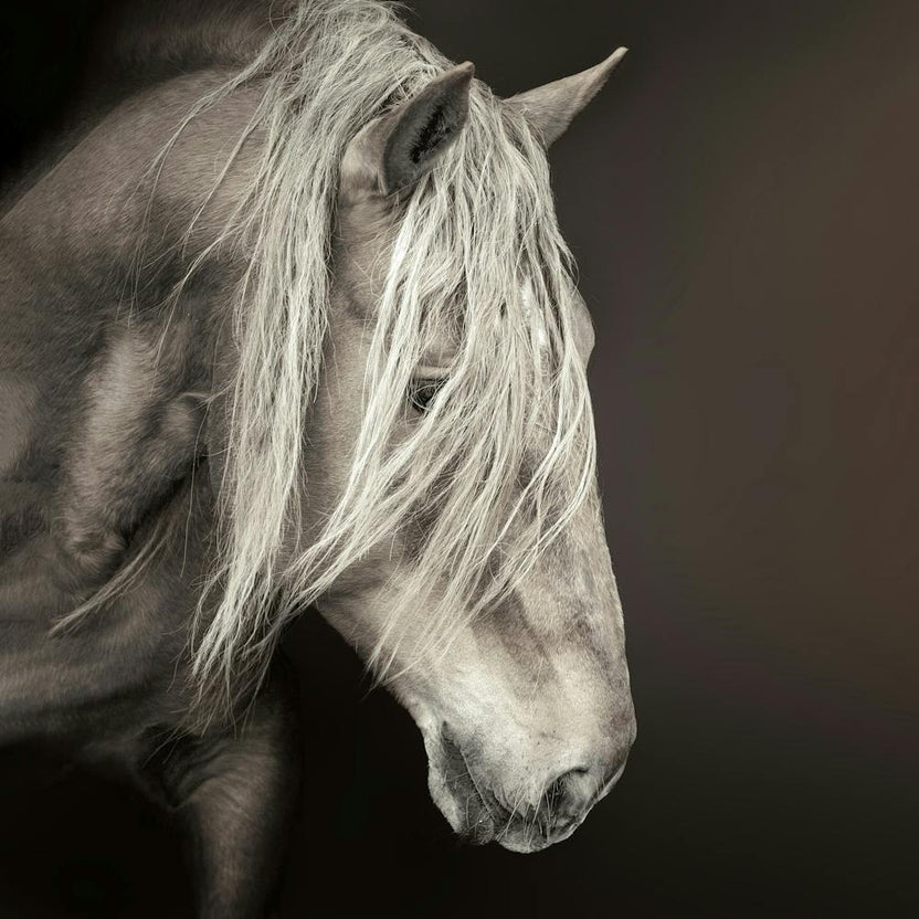 Portrait Of A Horse