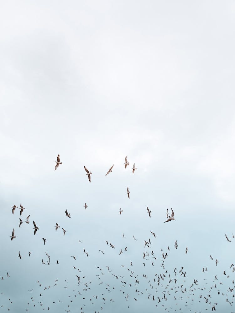 Swarm