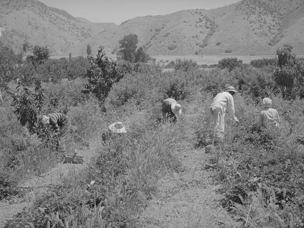 Young People From Logan Picking Berries For Farmer In Cache County, Utah, There Is No Migrant Labor Used