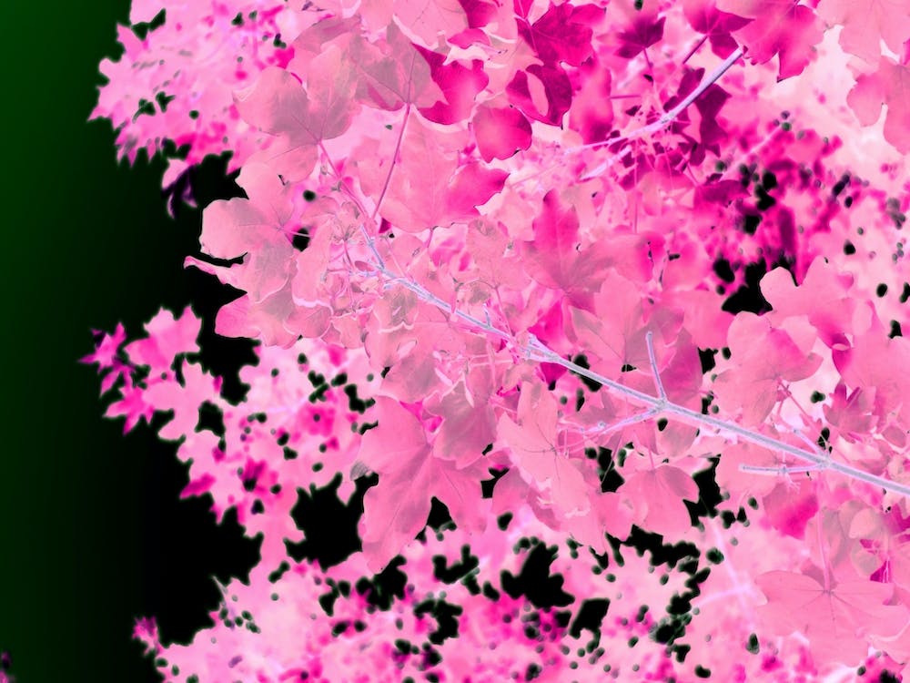 Pink Leaves Botanical Abstract