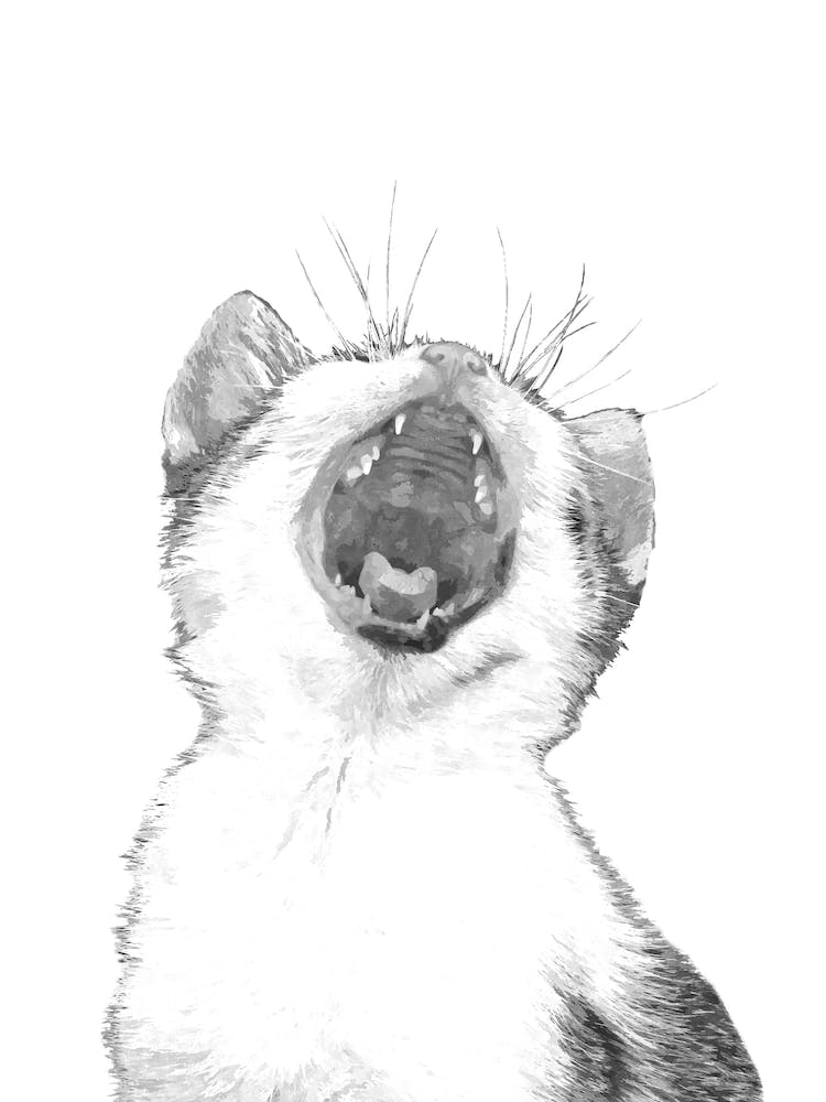 Black and White Sleepy Kitten