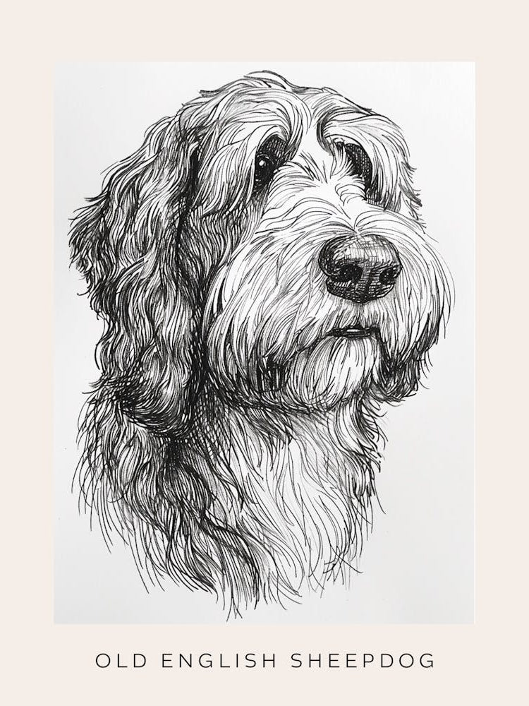 Old English Sheepdog Line Sketch 2 Poster