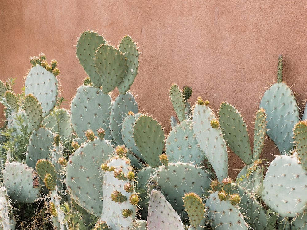 prickly pear cactus wall art Prickly Pear Cactus Art Print by Golden Saguaro – Fy!