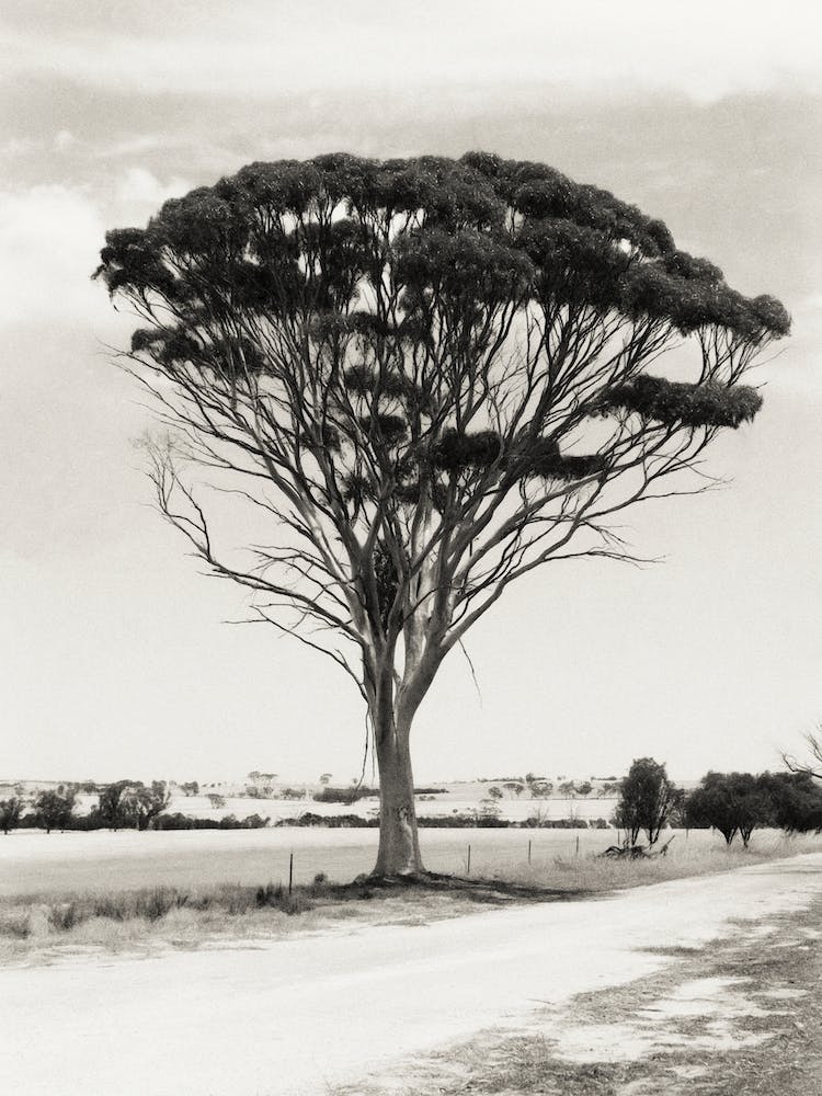Roadside Tree