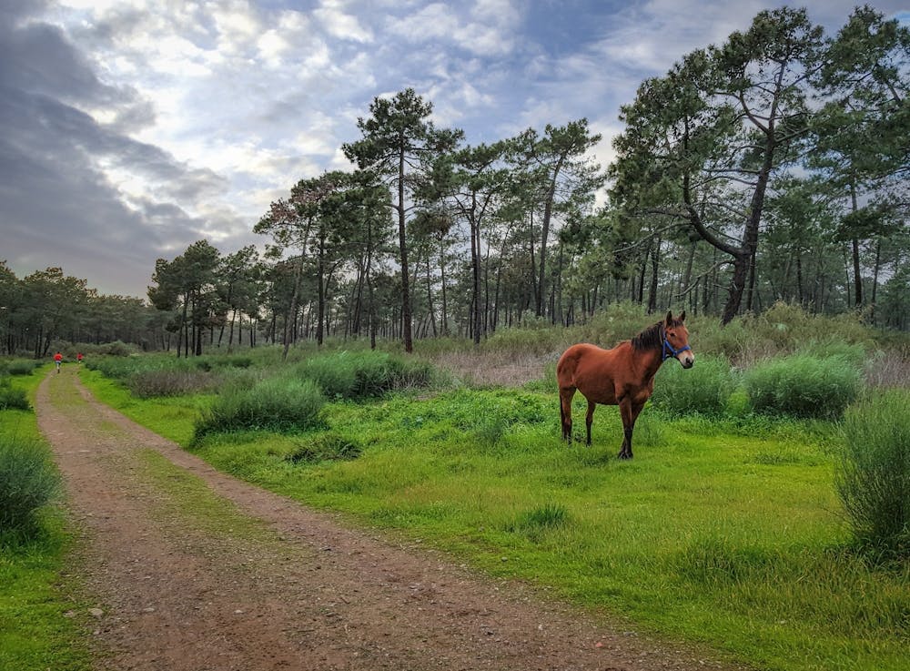 Horse In The Forest 1