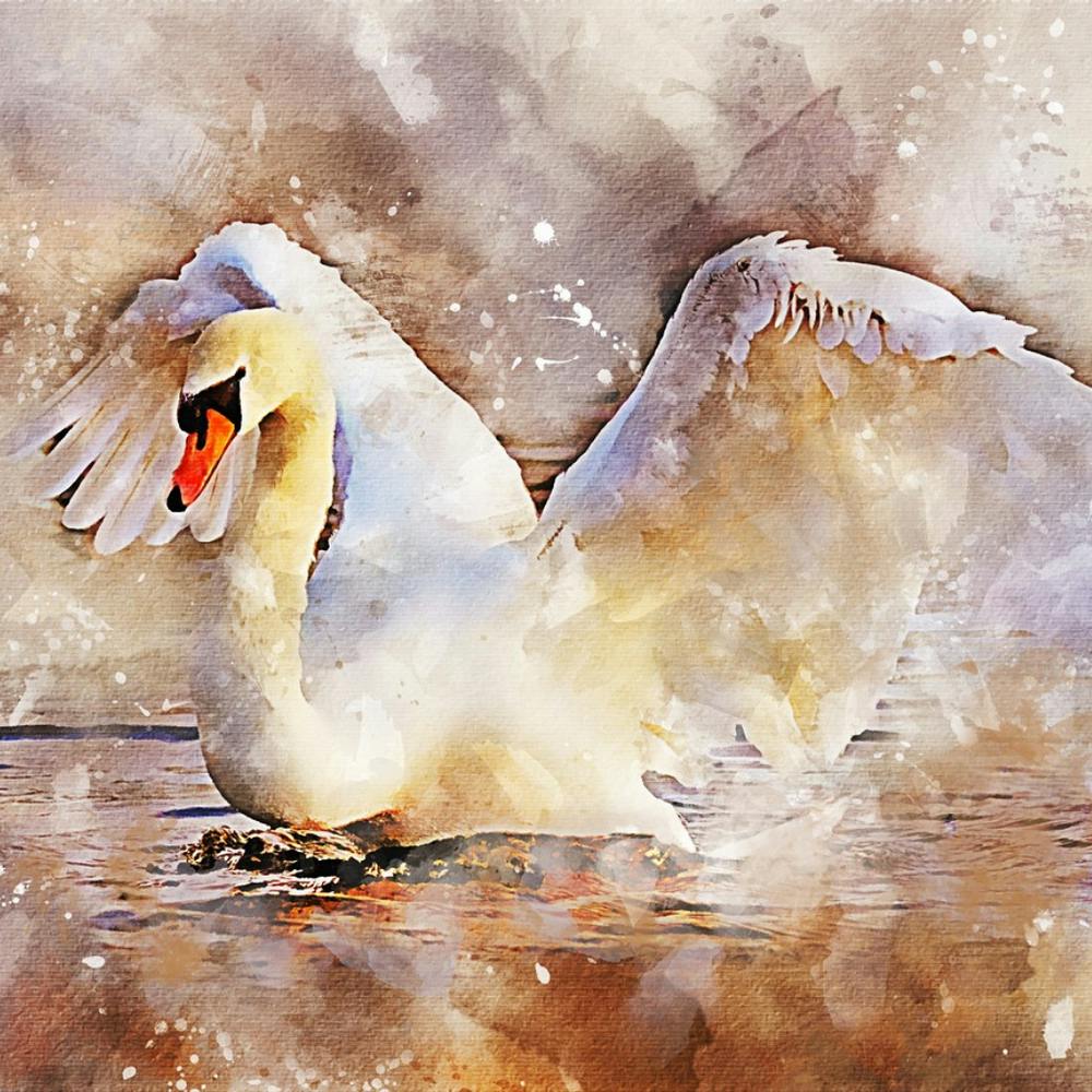 Swan Watercolor Painting