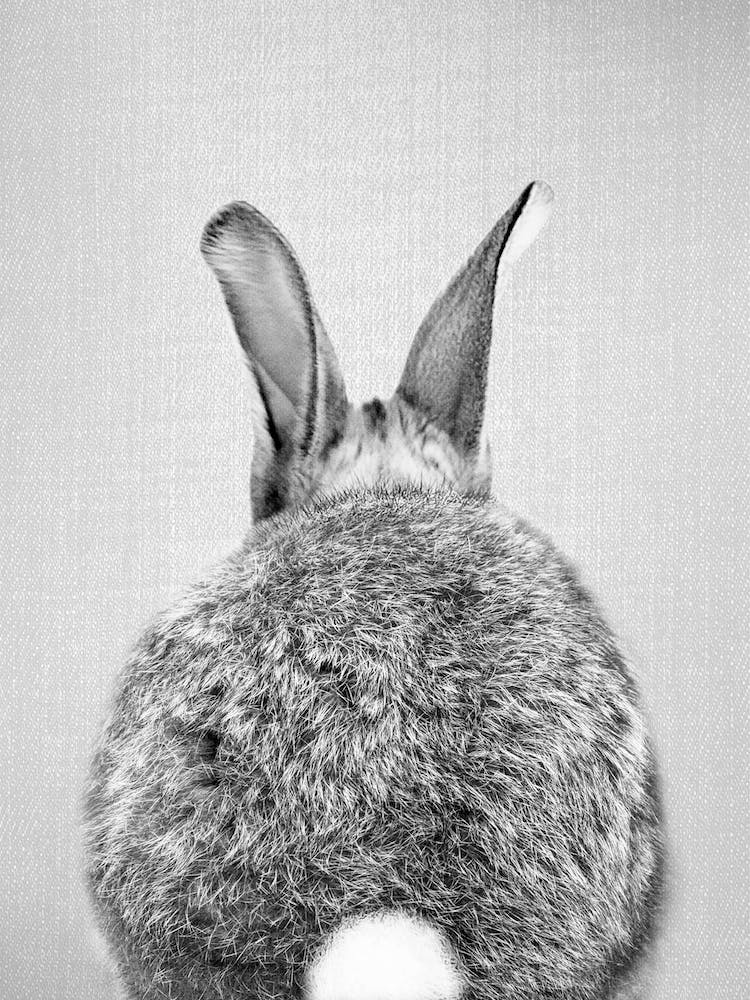 Rabbit Tail - Black & White