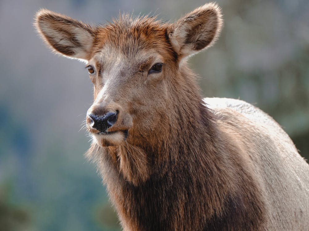 Female Elk