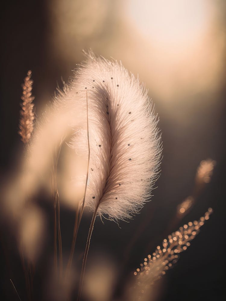 Glowing Pampas Grass