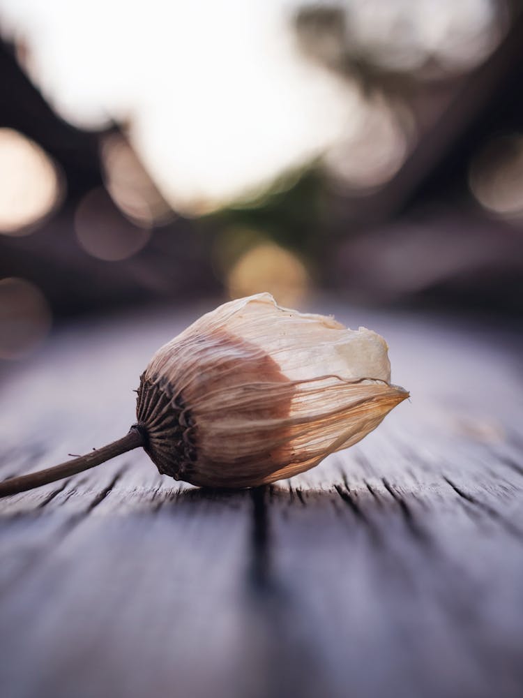 Ephemeral Beauty
A delicate, close-up shot of a dried flower bud with translucent petals, capturing the beauty of nature's impermanence.
Ideal for a bedroom or relaxing space, adding a touch of calm and reflection.