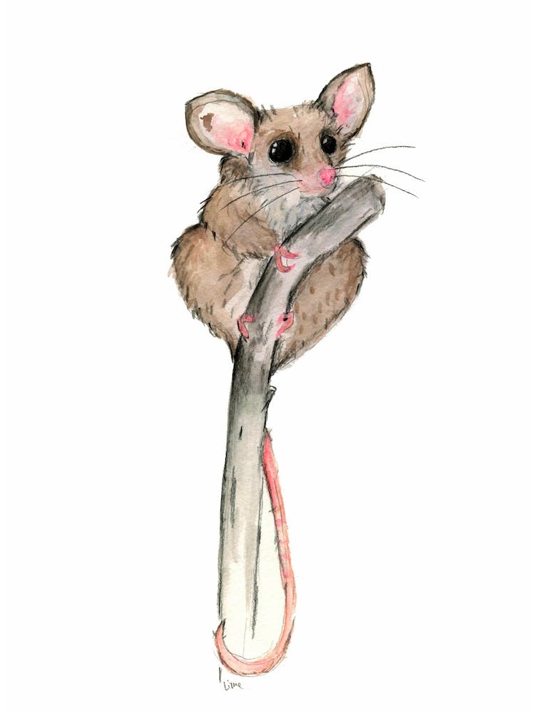 Pygmypossum
