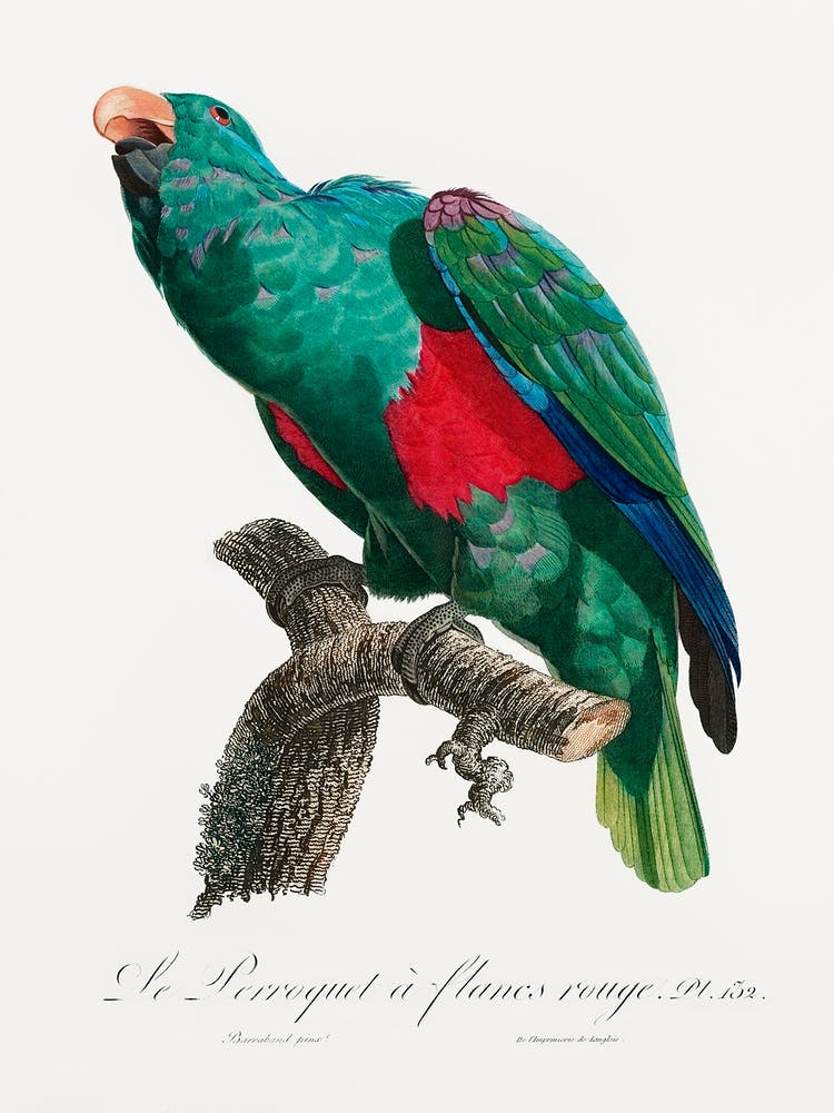 The Eclectus Parrot, From Natural History Of Parrots, Francois Levaillant