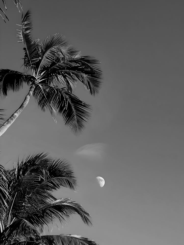 Black And White Palm Trees 6