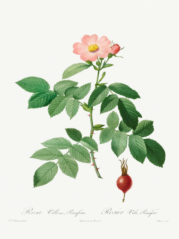 Rosa Villosa, Pomifera (1817–1824), Pierre Joseph Redoute