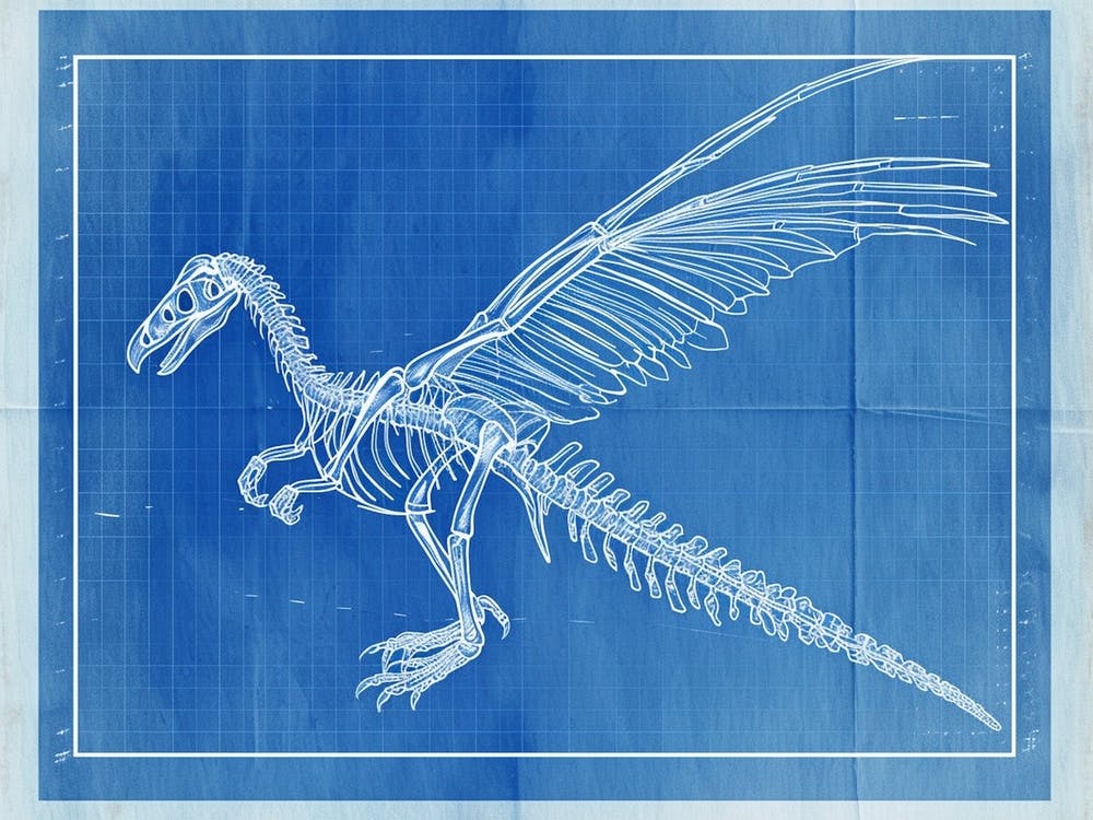 Archaeopteryx Dinosaur Skeleton 2