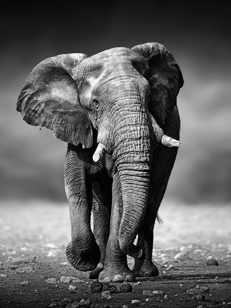 Elephant In Black And White 2
