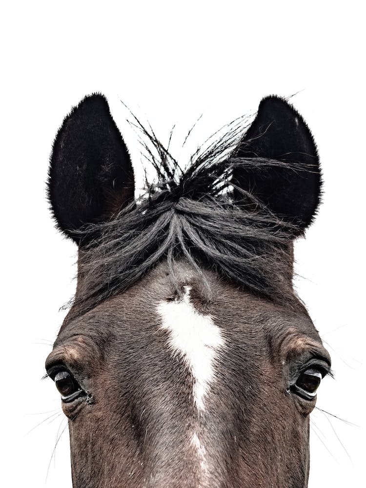 Brown Horse's Head