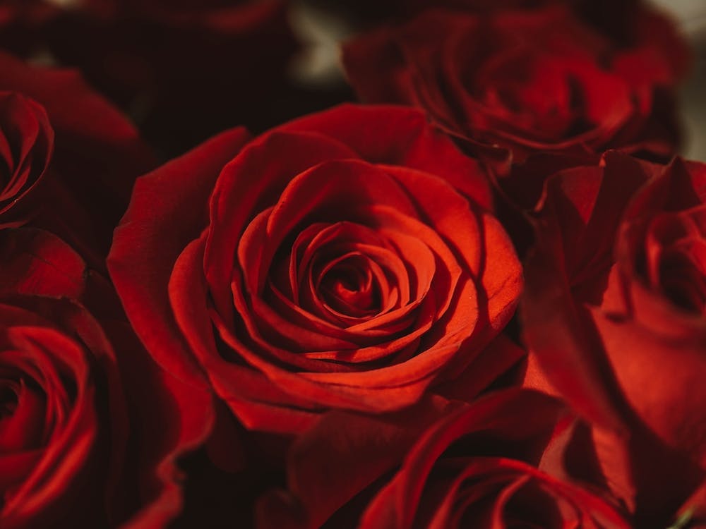 Red Roses