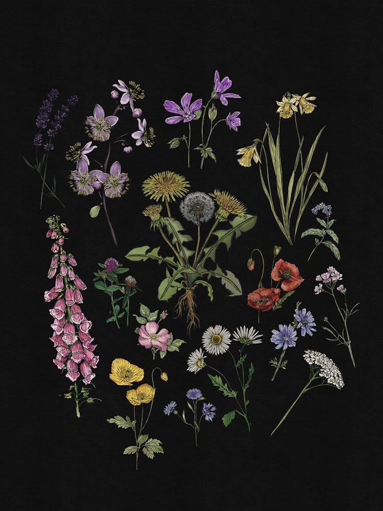Cottage Garden Wildflower Illustration