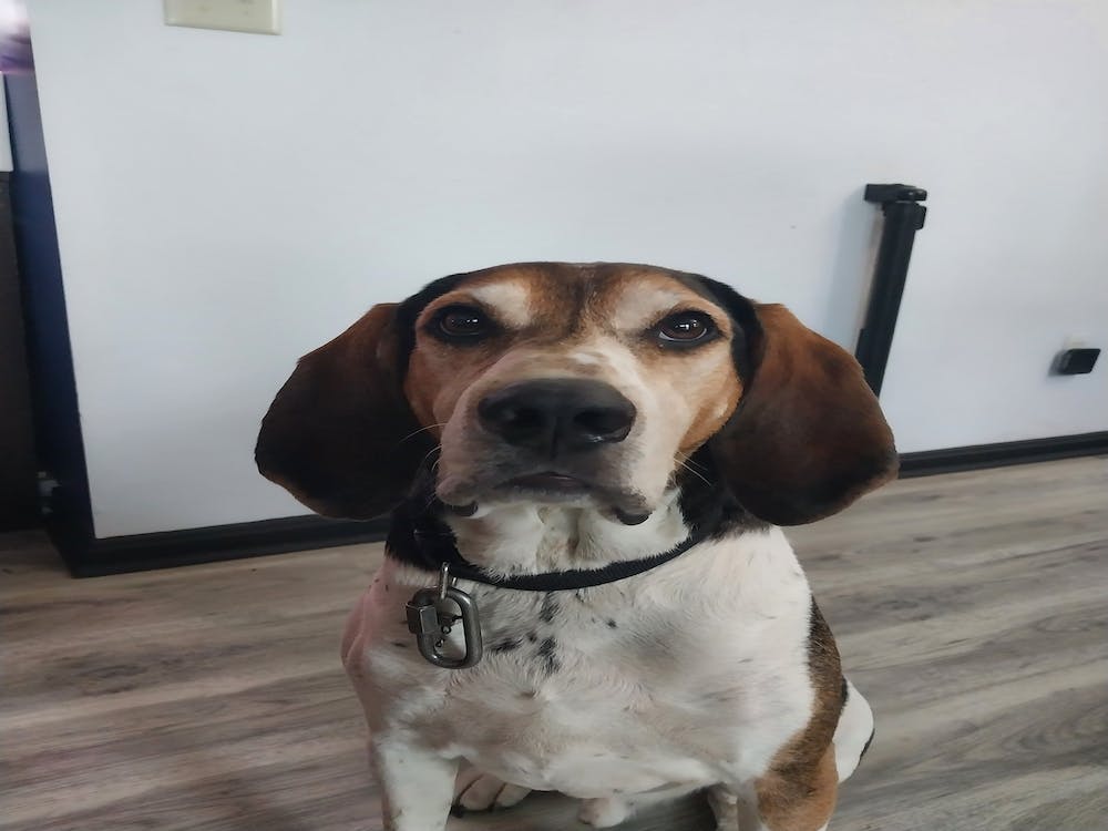 Hound dog