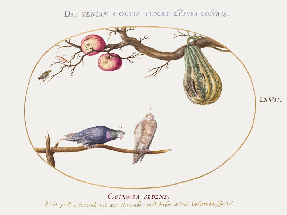 Two Doves Beneath A Gourd And Apples, Joris Hoefnagel