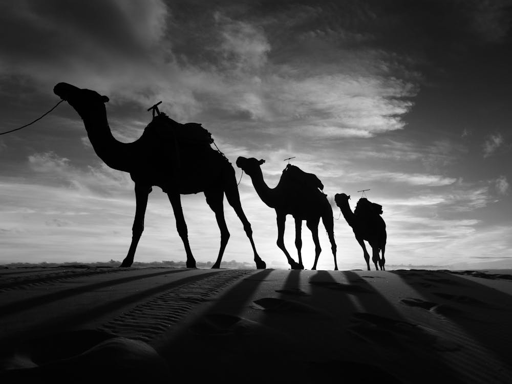 Camels In The Desert 1