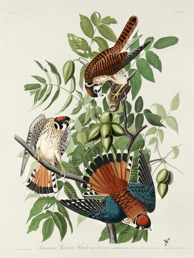 Hawks And Owls
