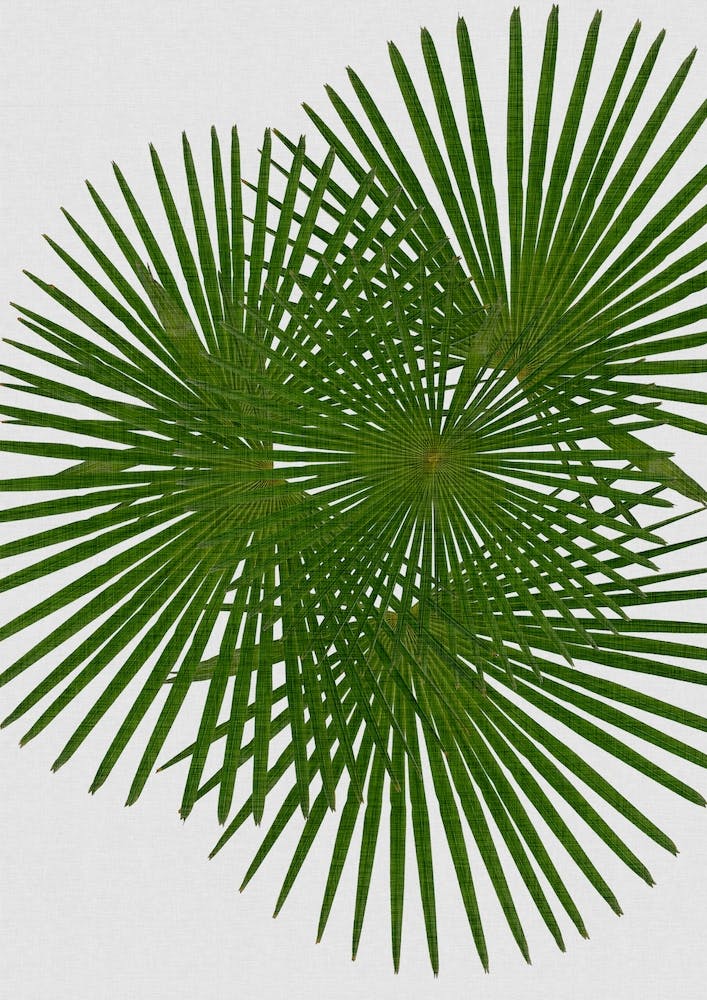 Fan Palm