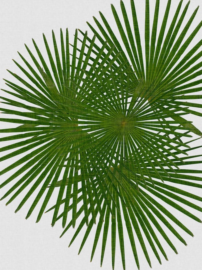 Fan Palm