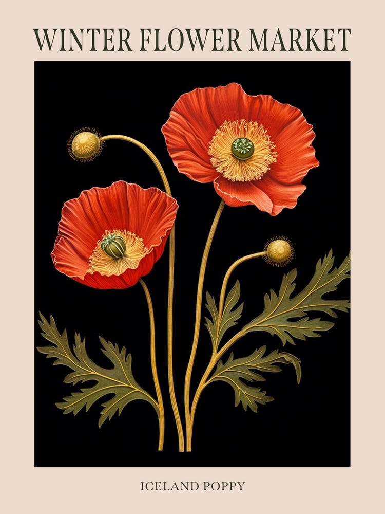 Iceland Poppy 2 Winter Flower Market Poster