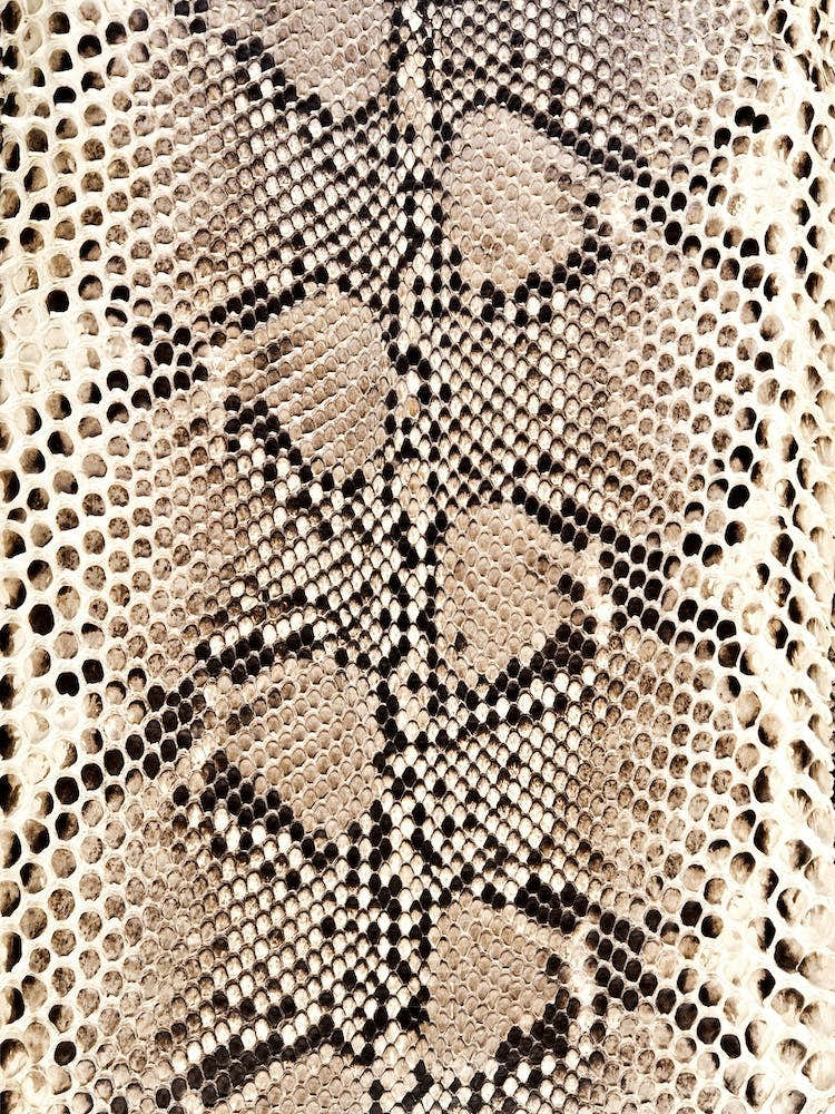 Snake Skin