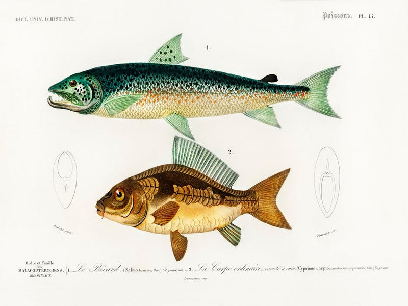 Salmo Hamatus And Cyprinus Carpio, Charles Dessalines D'Orbigny
