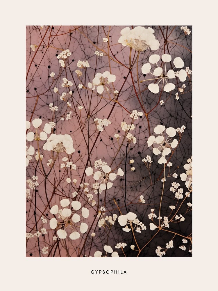 Flower Illustration Gypsophila Babys Breath 4 Poster
