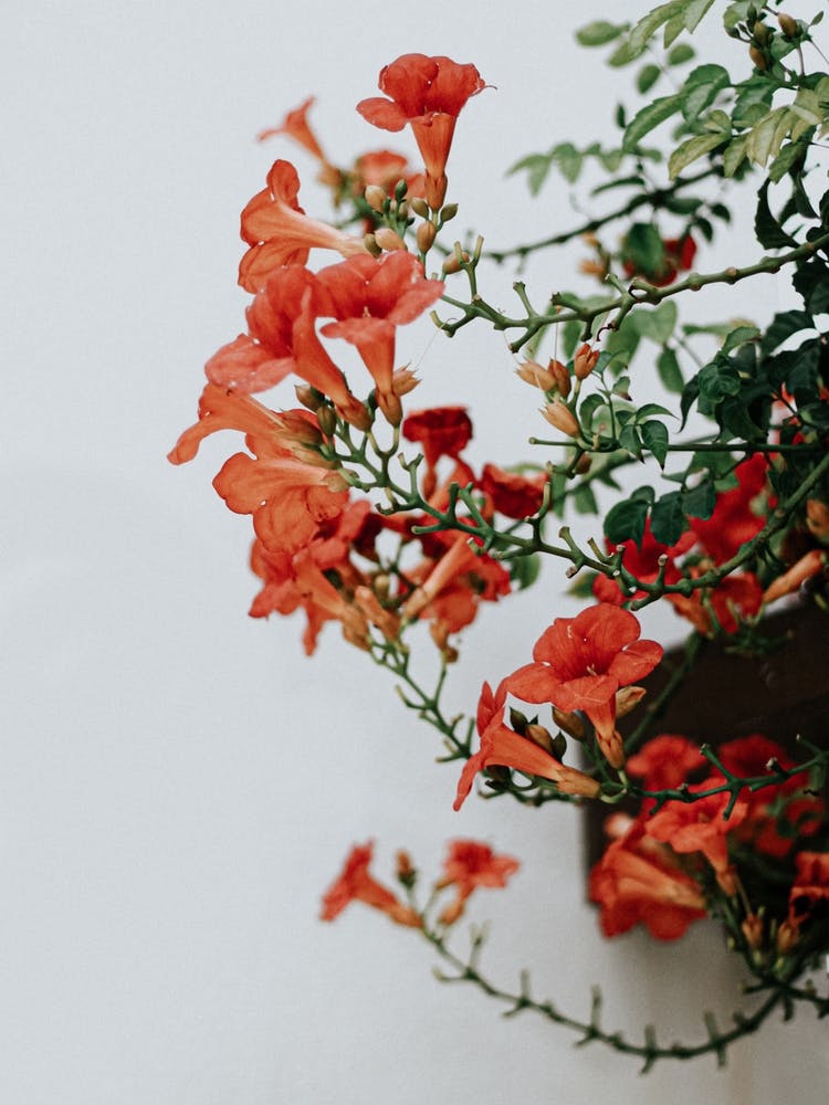 The Tiny Orange Flowers In Spain Travel