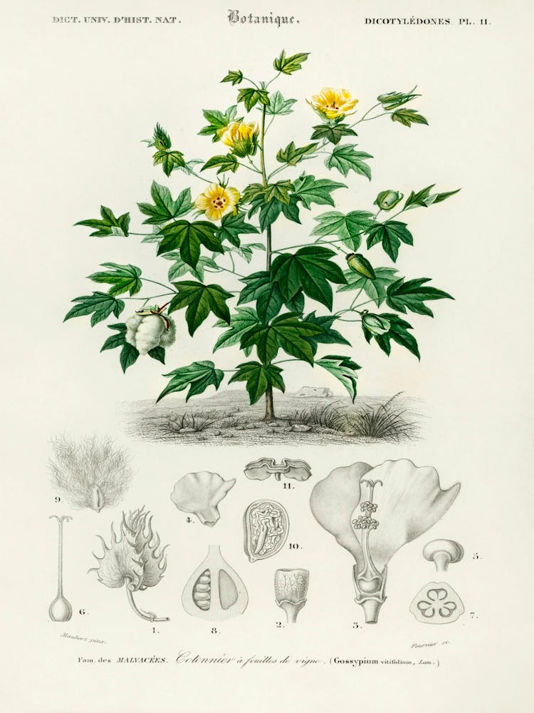 Cosmos breeze