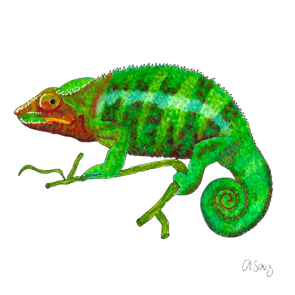 Chameleon. 1