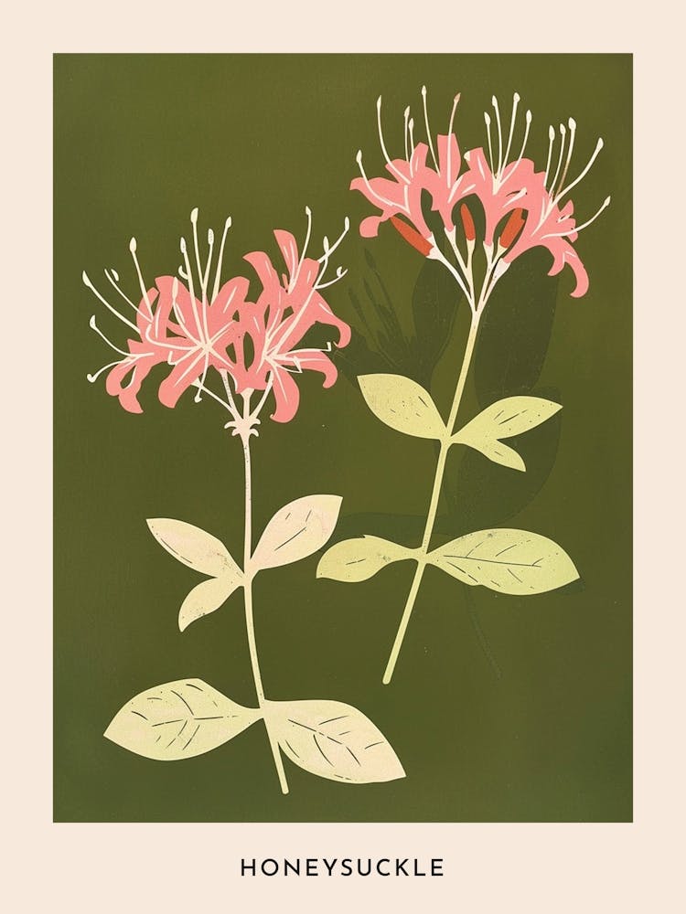 Pink & Green Honeysuckle 1 Flower Poster