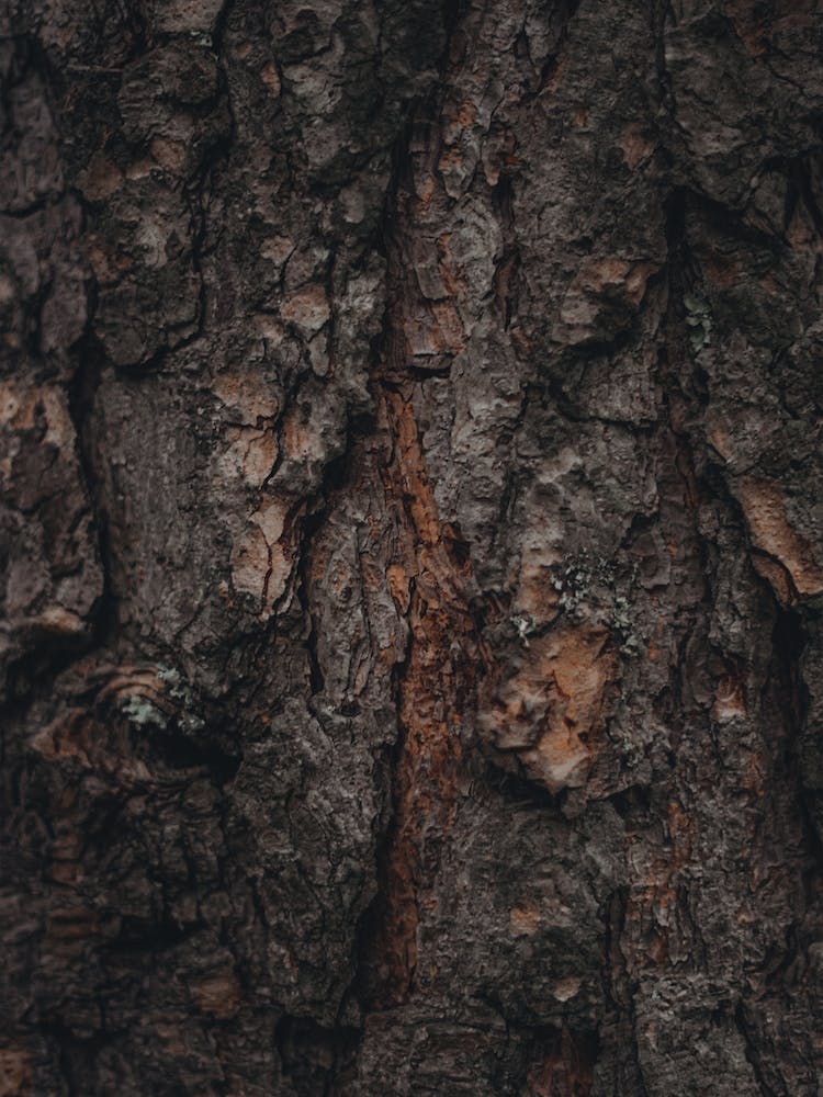 Pine Tree Bark