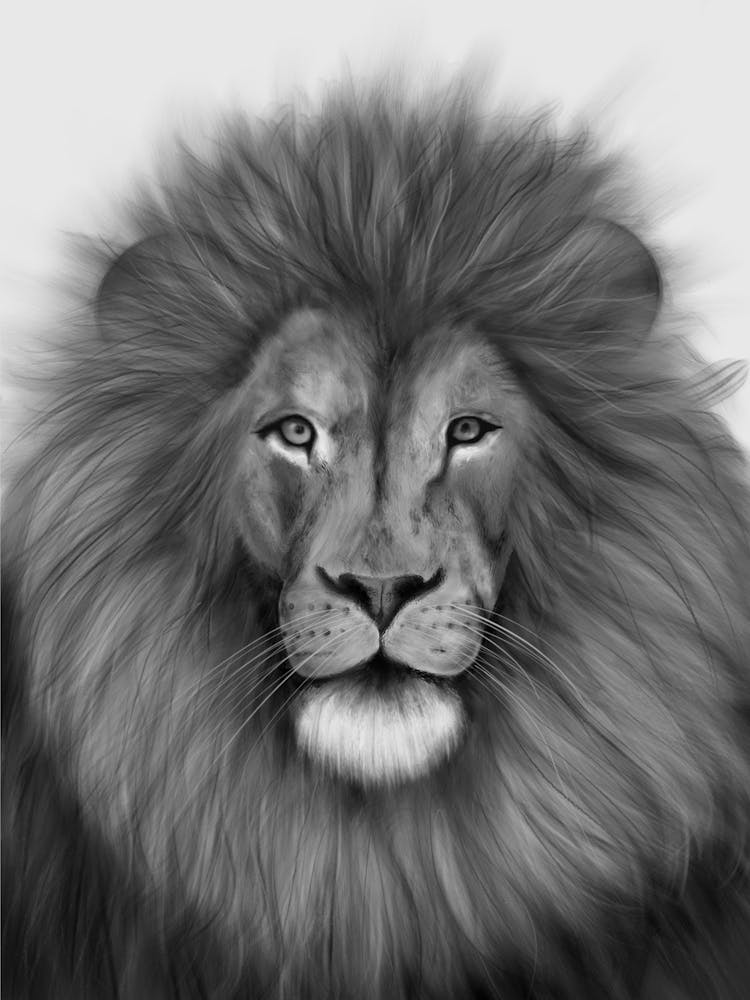 Black & White Lion Portrait